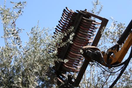 Hutchinson canopy-sharing harvester in olive orchard: rake in tree canopy